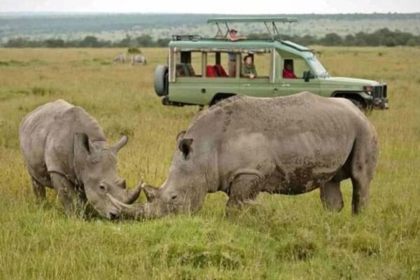 5 Day Big Five Tanzania Safari