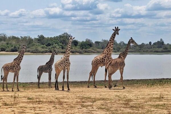 Selous National Park 2 Days, 1 Night