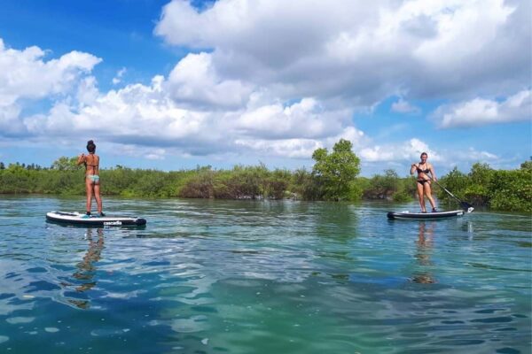 Sup Trip in Mangrove Swamp